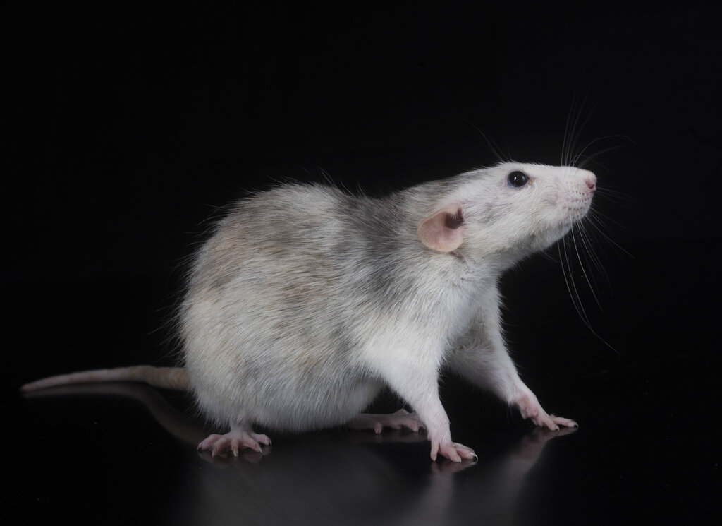 Dikke Ratten Ratten im Winter: Betriebe schützen – Tipps & Hilfe