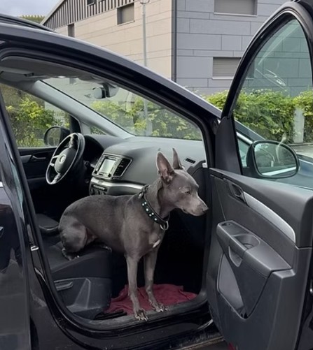 Bettwanzenspürhund in Freiburg