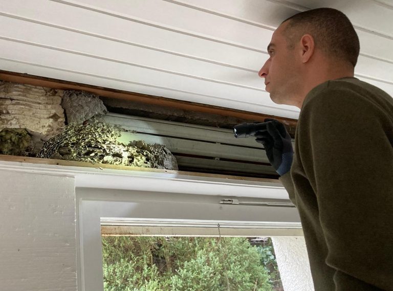 Wespennest im Rollladenkasten in Freiburg