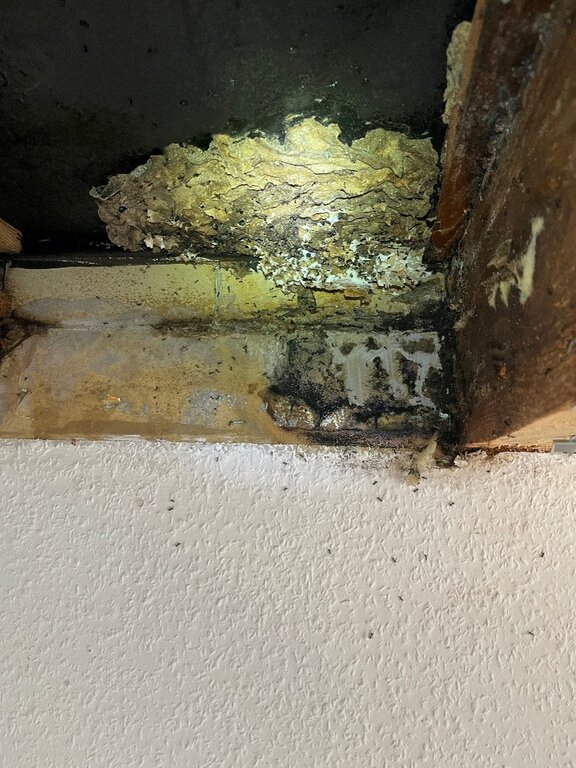Ameisennest in Zwischendecke Freiburg