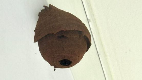 Nest Asiatische Hornsisse Freiburg braun