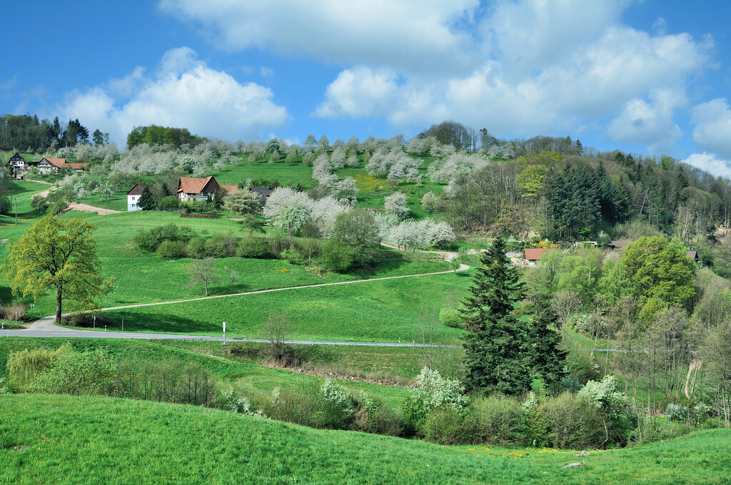 Schädlingsbekämpfung in der Ortenau in Sasbachwalden