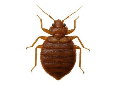 Bettwanzen in Freiburg