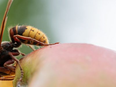 Hornissennest in Freiburg