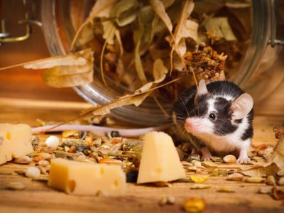 Mäuse im Gewerbe in Freiburg bekämpfen