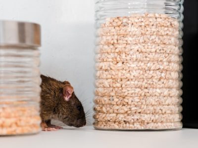 Ratten und Mäuse in Freiburg schnüffeln