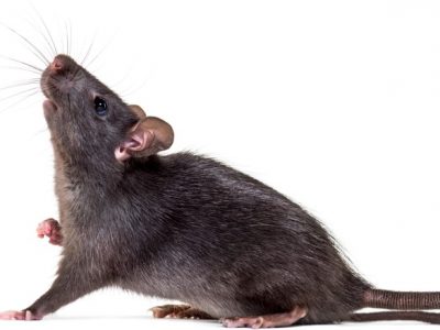 Schädlingsbekämpfung Freiburg schwarze Ratte