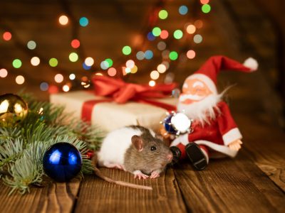 Weihnachtsgruß Schneider Schädlingsmanagement