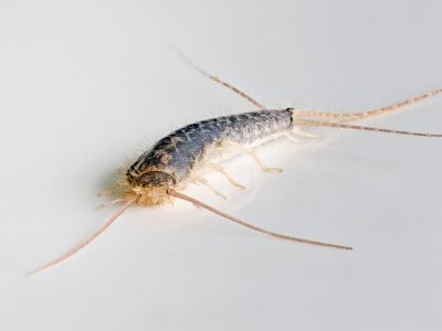 Silberfische in Freiburg in Nahaufnahme