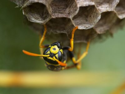 Wespennest in Freiburg und Umgebung entfernen lassen